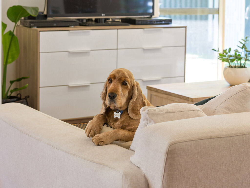 Minor Modifications and Pets – how do the new laws really work in practice?