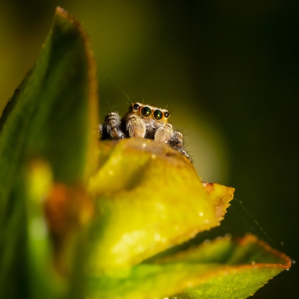 Pests and rental properties – who is responsible?